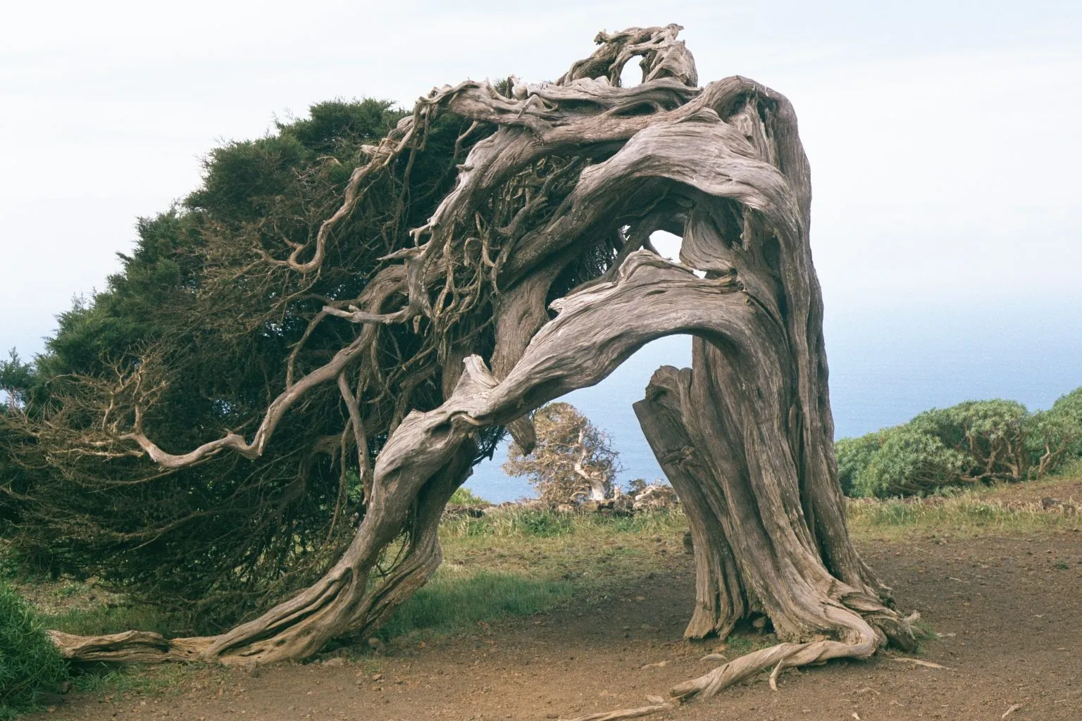 Wind-sculpted juniper trees of El Sabinar bent low by the trade winds on El Hierro